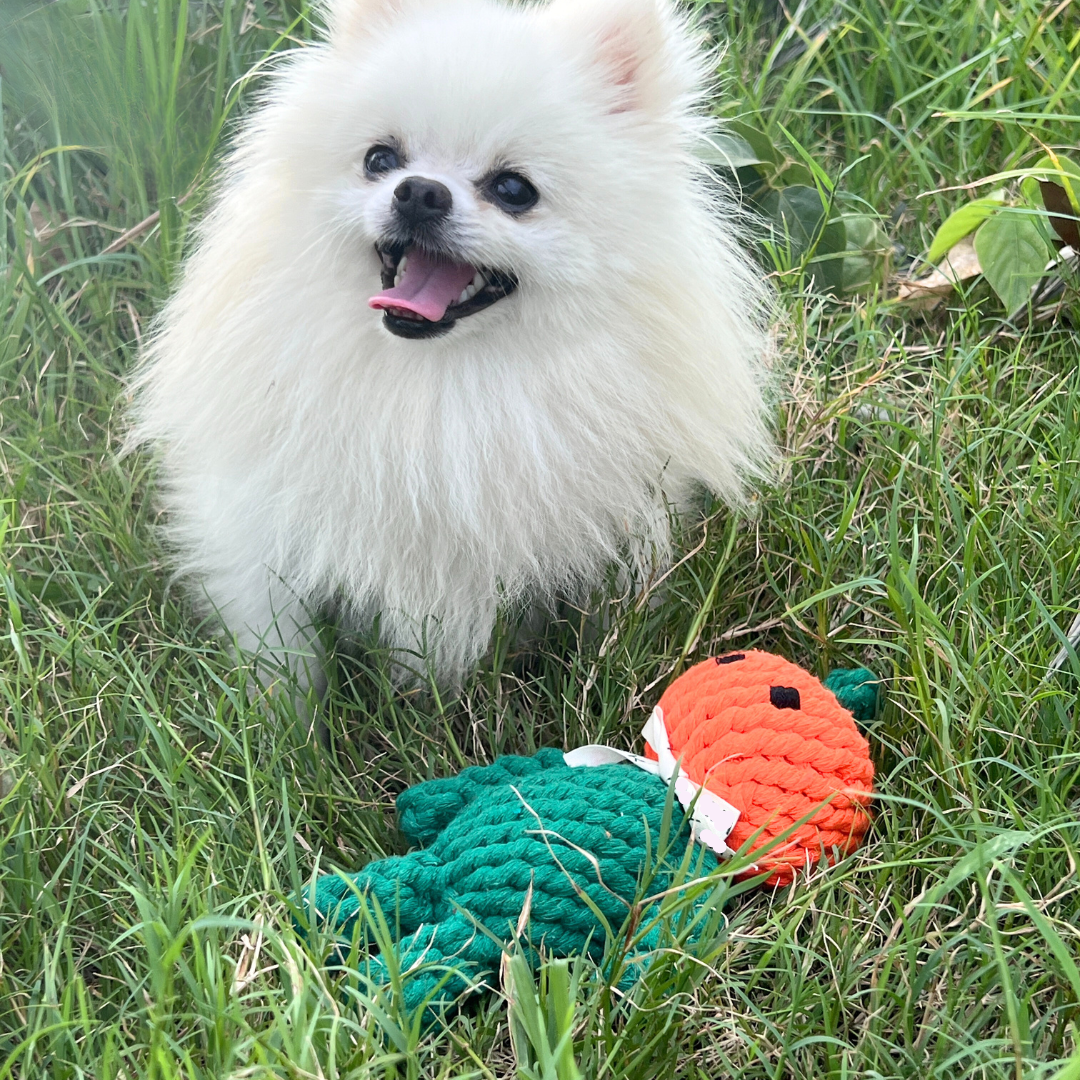 Eco-friendly dog toy in Recycled Rope - Sustainable Dogs Accessories.