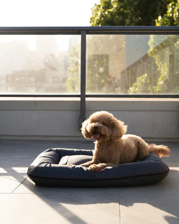 🐕 The Complete First-Time Dog Owner Guide