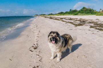 Fort De Soto Dog Beach: Florida’s Gold Standard for Off-Leash Coastal Freedom 🐾🌊  A Paws in the Green Field Review