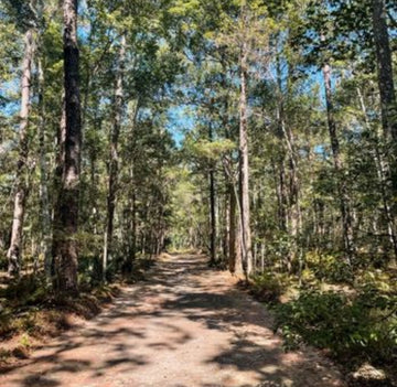 Beyond the Burg: The Ultimate Eco-Friendly Road Trip Across Florida 🛣️🐾✨