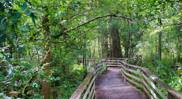 🐾 Florida Tails & Trails: The Ultimate Pet-Friendly Guide for 2026