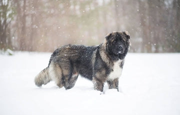 🐾 The Rise of Dog-Centered Businesses in America