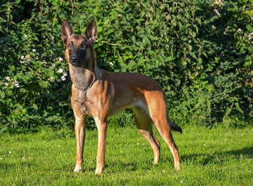 The Belgian Malinois: A Complete Professional Guide for Prospective Owners