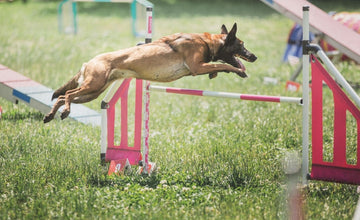Living with Dogs: Unlocking Fulfillment Through Local Adventures and Environmental Enrichment