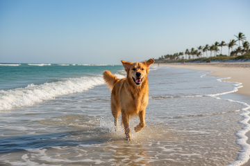 🌿 The Green Dog Guide: Why Eco-Friendly Pet Care Is the Smartest Choice You’ll Make This Year.