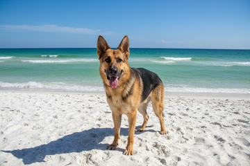 ☀️ Florida Dog Summer Survival Guide