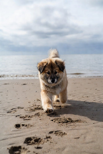 Coastal Canines: The Ultimate Guide to Florida’s North & South Dog Beaches.