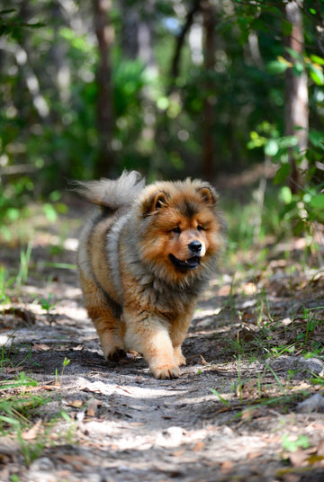 Urban Oases: Navigating Florida’s Most Walkable Pet-Friendly Districts