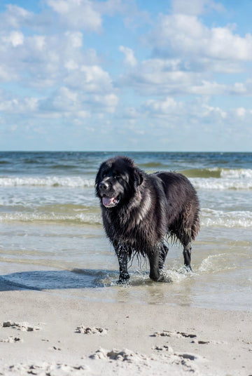 🌿 Eco-Friendly Grooming Routines That Keep Florida Dogs Fresh, Itch-Free & Happy All Year