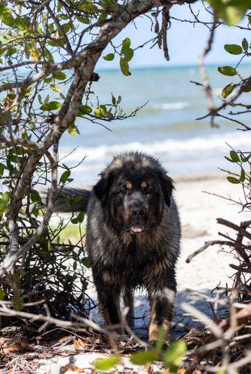 List of Florida Dog Friendly Beaches