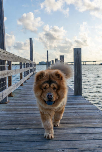 Sunshine City Struts: Our Favorite Eco-Friendly Spots in St. Pete! ☀️🐾🌿