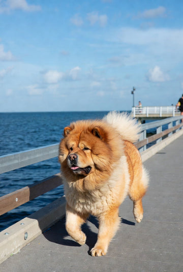 Midweek Motivation: St. Petersburg’s Best Dog-Friendly Patios & Urban Escapes 🏙️🐾☕