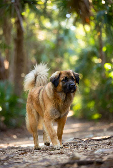 Paws & Palms: The Best Dog-Friendly Hidden Gems in St. Petersburg & Florida 🌴🐾✨