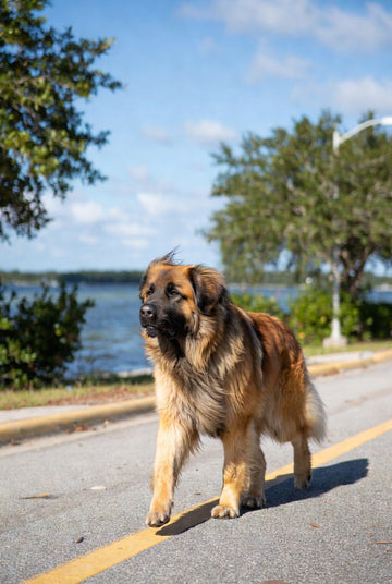 Barks & Botanicals: A Sustainable Saturday in St. Petersburg & Florida 🌿🐾☀️