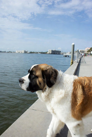 Sunset & Sea Breezes: St. Petersburg’s Best Dog-Friendly Waterfront Hangouts 🌅🐾🌊