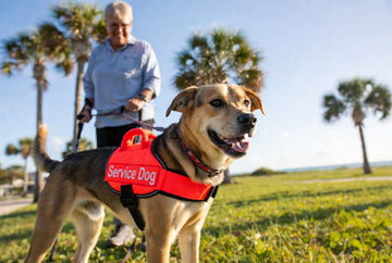Lifestyle: How to Keep Dogs Out of Shelters & Give Shelter Dogs a Second Chance as Service Animals 🐾