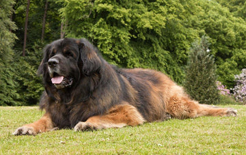 The Leonberger: A Complete Professional Guide for Prospective Owners