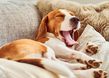 Why So Many Dogs in the U.S. Struggle to Calm Down