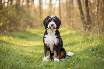 Dog Breed Series- The Bernedoodle