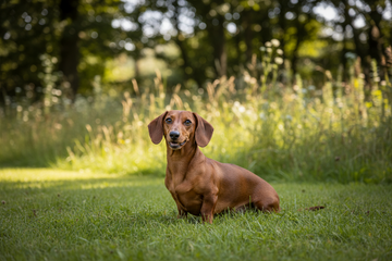 Dog Breed Series- The Dachshund