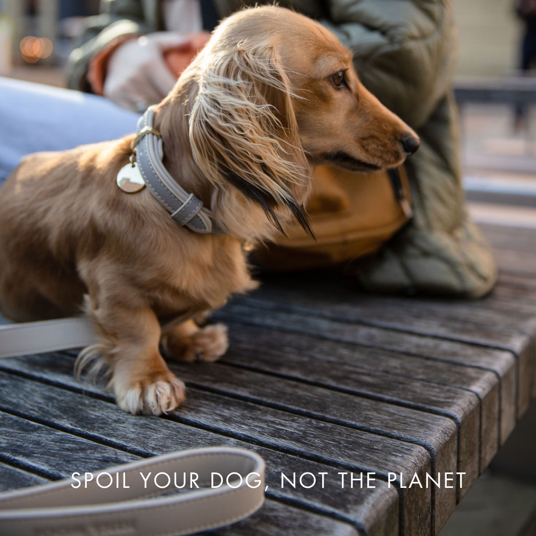 Nina Woof Leash 4ft - Vegan Leather - London