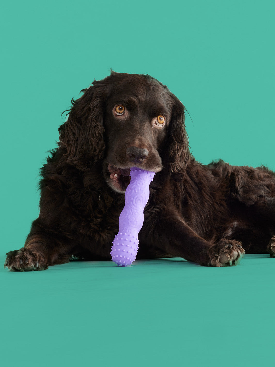 ToothBuddy