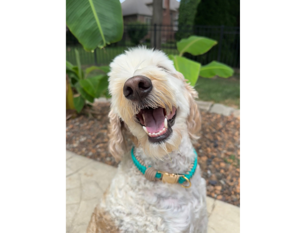 Pawsh Pup Co Infinity Braid in Teal & Light Tan - Handmade Dog Collar