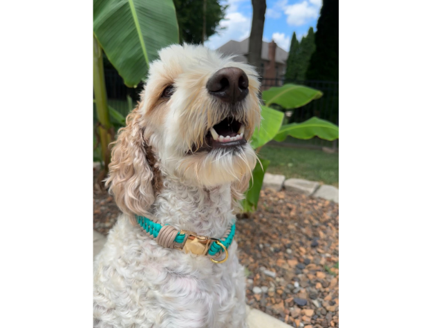 Pawsh Pup Co Infinity Braid in Teal & Light Tan - Handmade Dog Collar