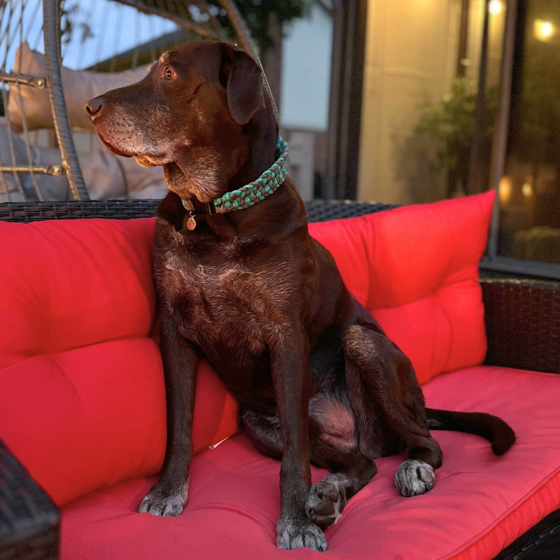 Pawsh Pup Co Josephine Braid Handmade Dog Collar - Customize Your Colors