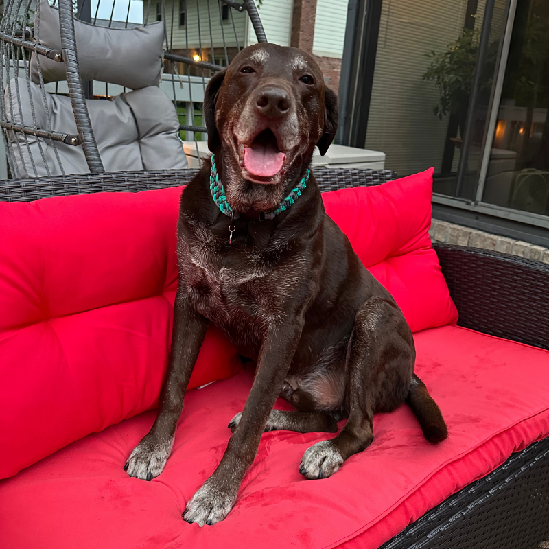 Pawsh Pup Co Josephine Braid Handmade Dog Collar - Customize Your Colors