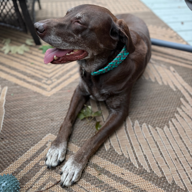 Pawsh Pup Co Josephine Braid Handmade Dog Collar - Customize Your Colors