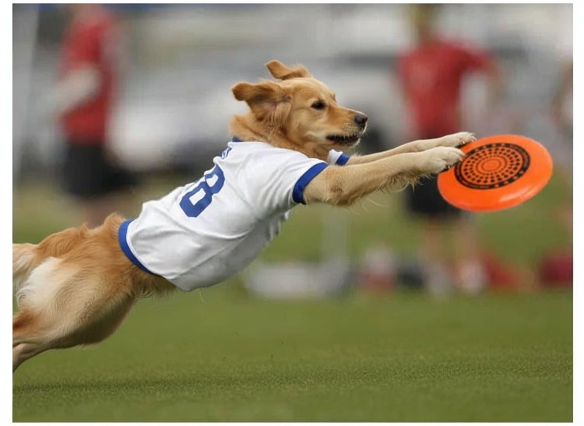 Eco-Friendly PE Material Pet Frisbee for Beach Play
