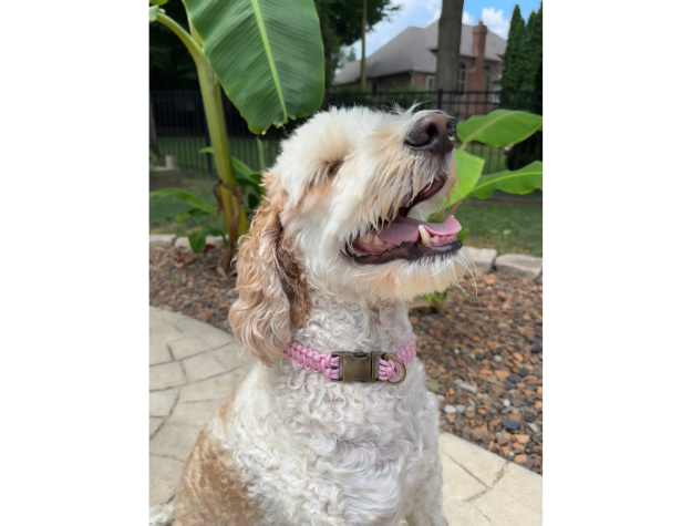 Pawsh Pup Co Cobra Braid in Pink & White Stripes - Handmade Dog Collar