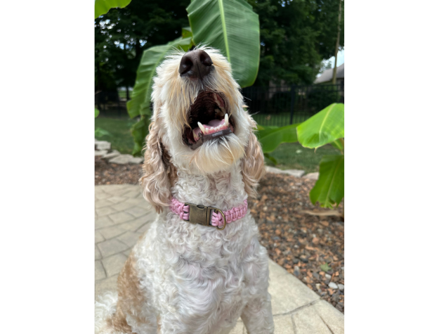 Pawsh Pup Co Cobra Braid in Pink & White Stripes - Handmade Dog Collar