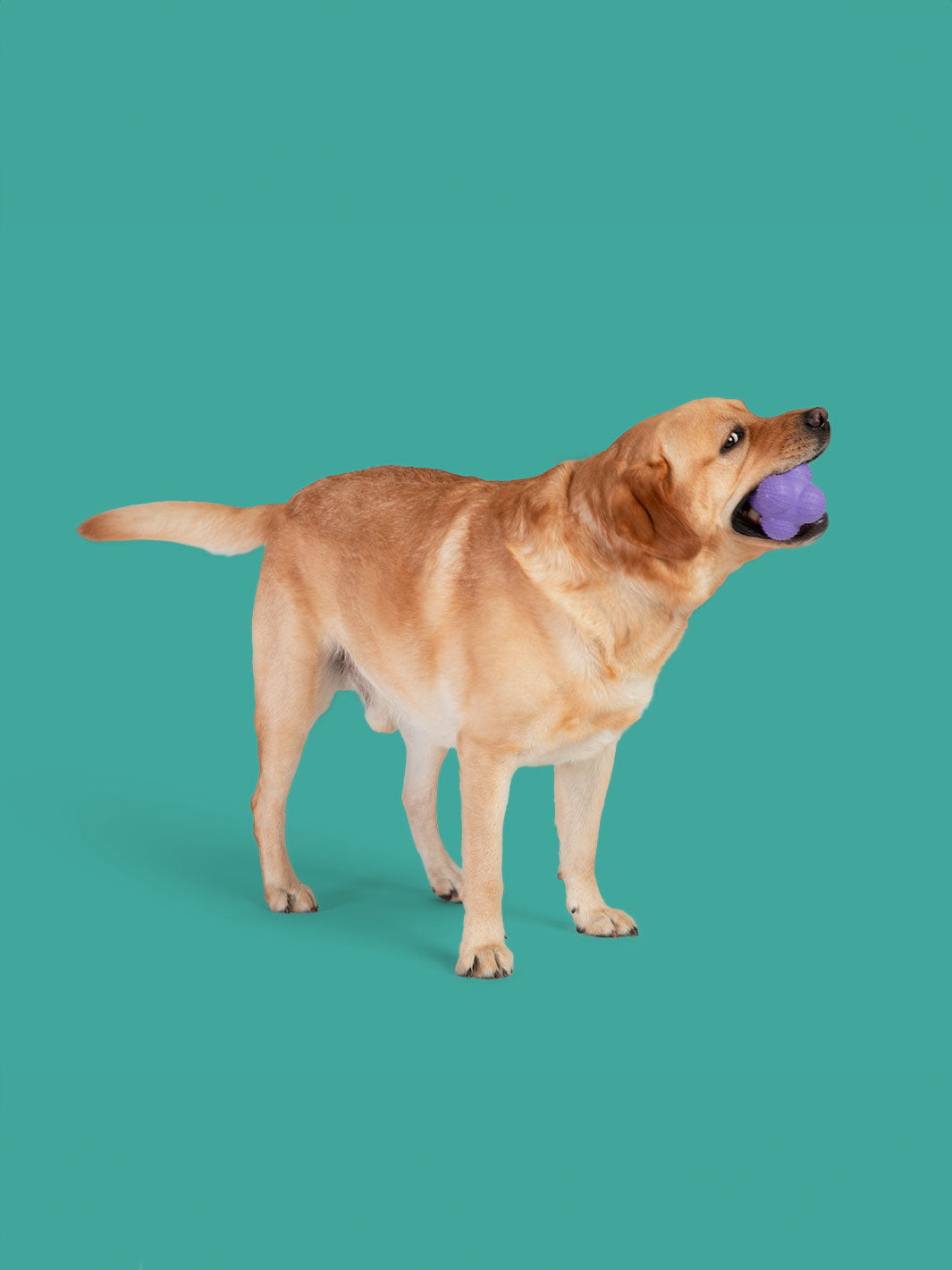 Pup Star MAX