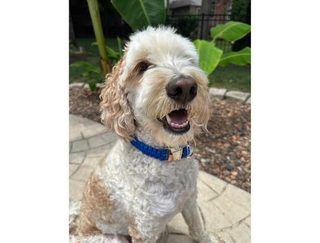 Pawsh Pup Co Cobra Braid in Royal Blue - Handmade Dog Collar