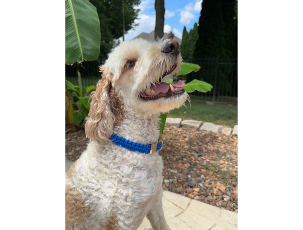 Pawsh Pup Co Cobra Braid in Royal Blue - Handmade Dog Collar