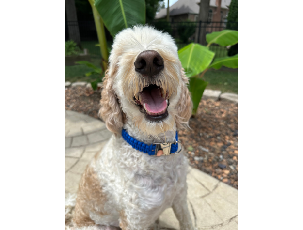 Pawsh Pup Co Cobra Braid in Royal Blue - Handmade Dog Collar