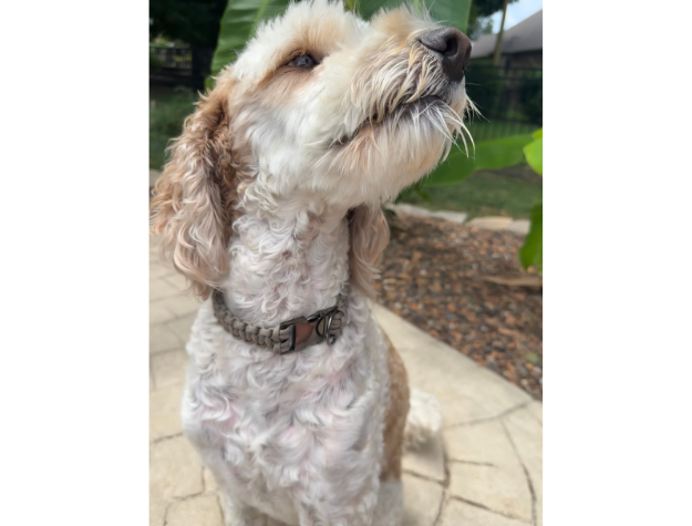 Pawsh Pup Co Cobra Braid in Tan - Handmade Dog Collar