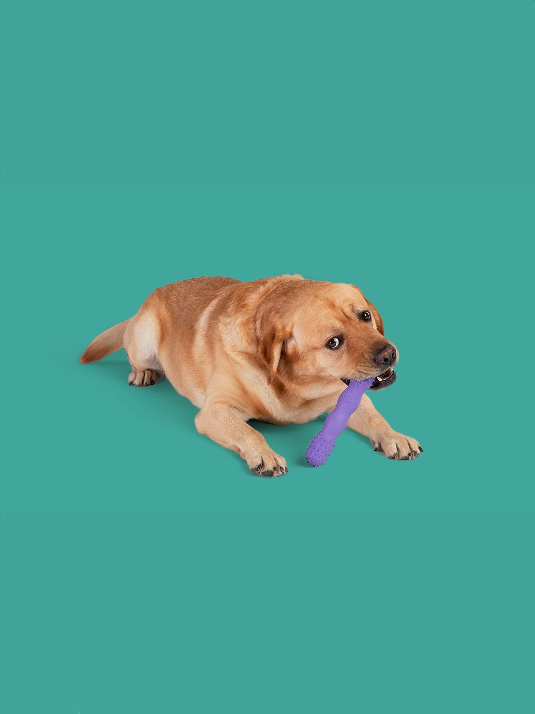 ToothBuddy MAX