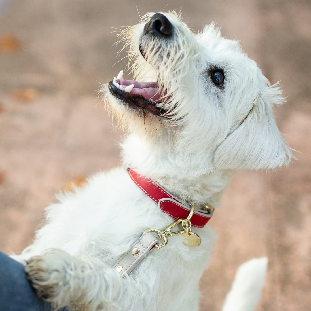 Nina Woof Collar - Vegan Leather - Copenhagen