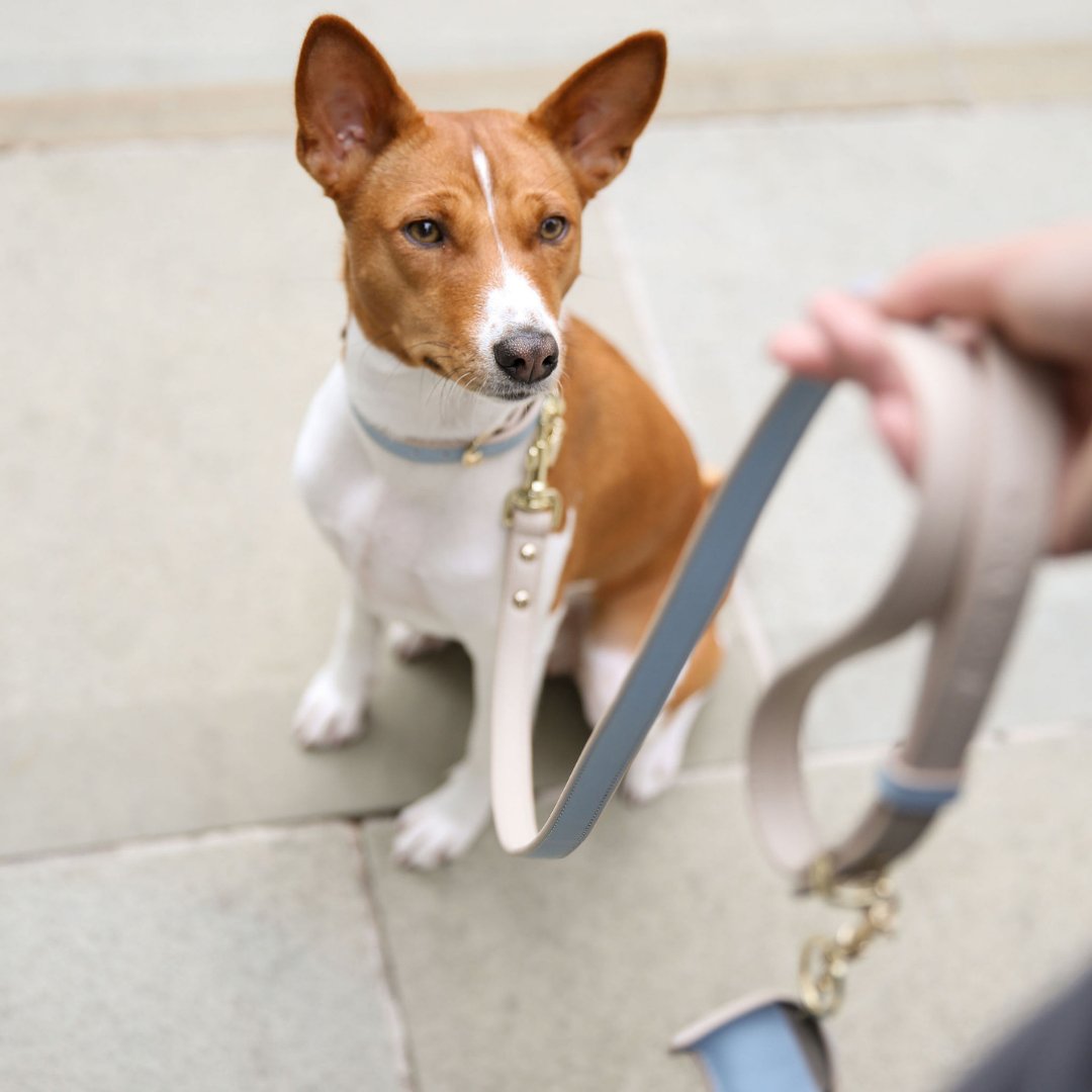 Nina Woof Leash 4ft - Vegan Leather - Cupertino