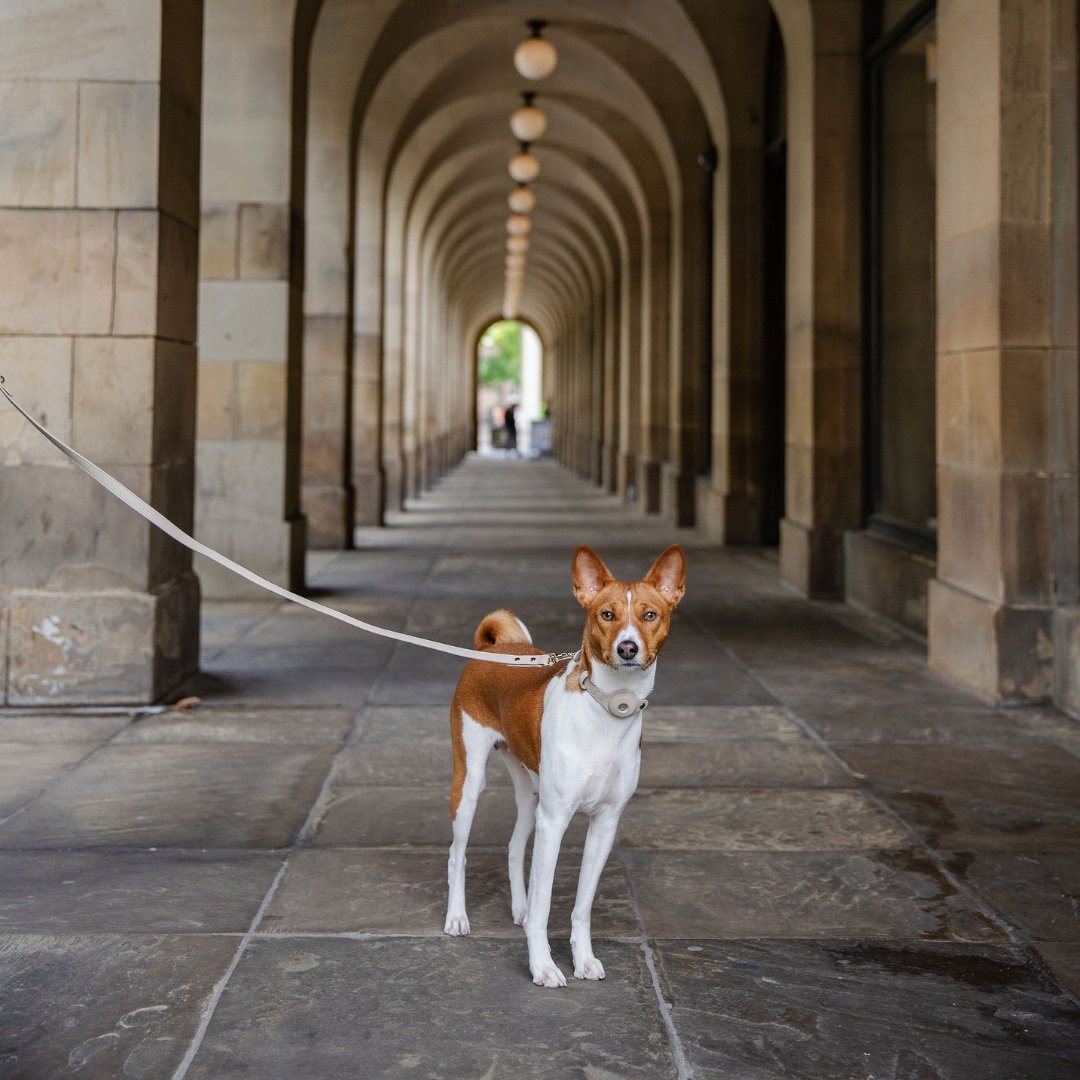 Nina Woof Leash 4ft - Vegan Leather - Cupertino