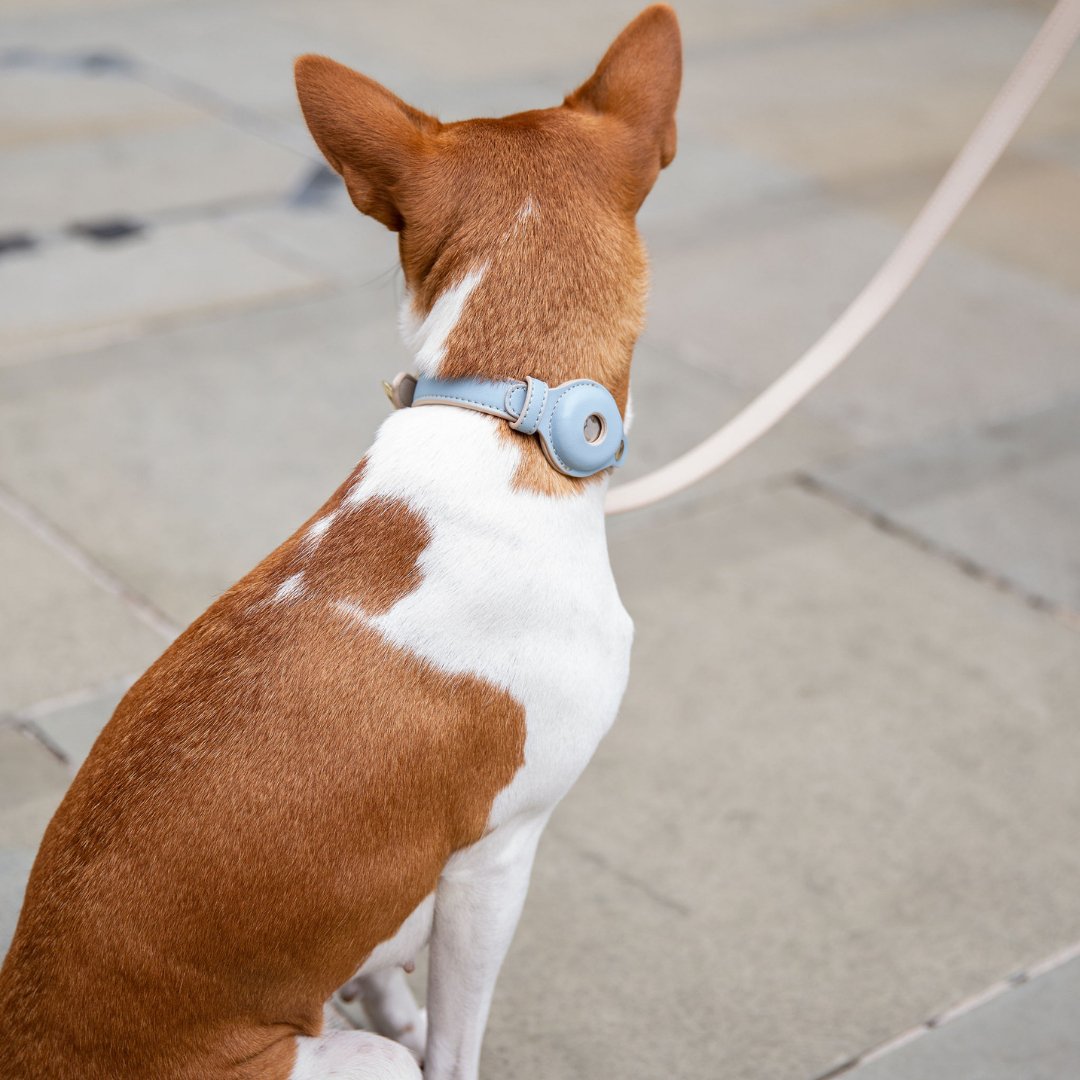 Nina Woof Collar - Air Tag Enabled - Vegan Leather - Cupertino