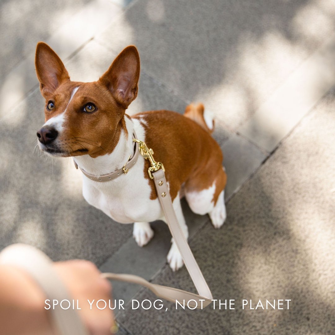 Nina Woof Collar - Air Tag Enabled - Vegan Leather - Cupertino