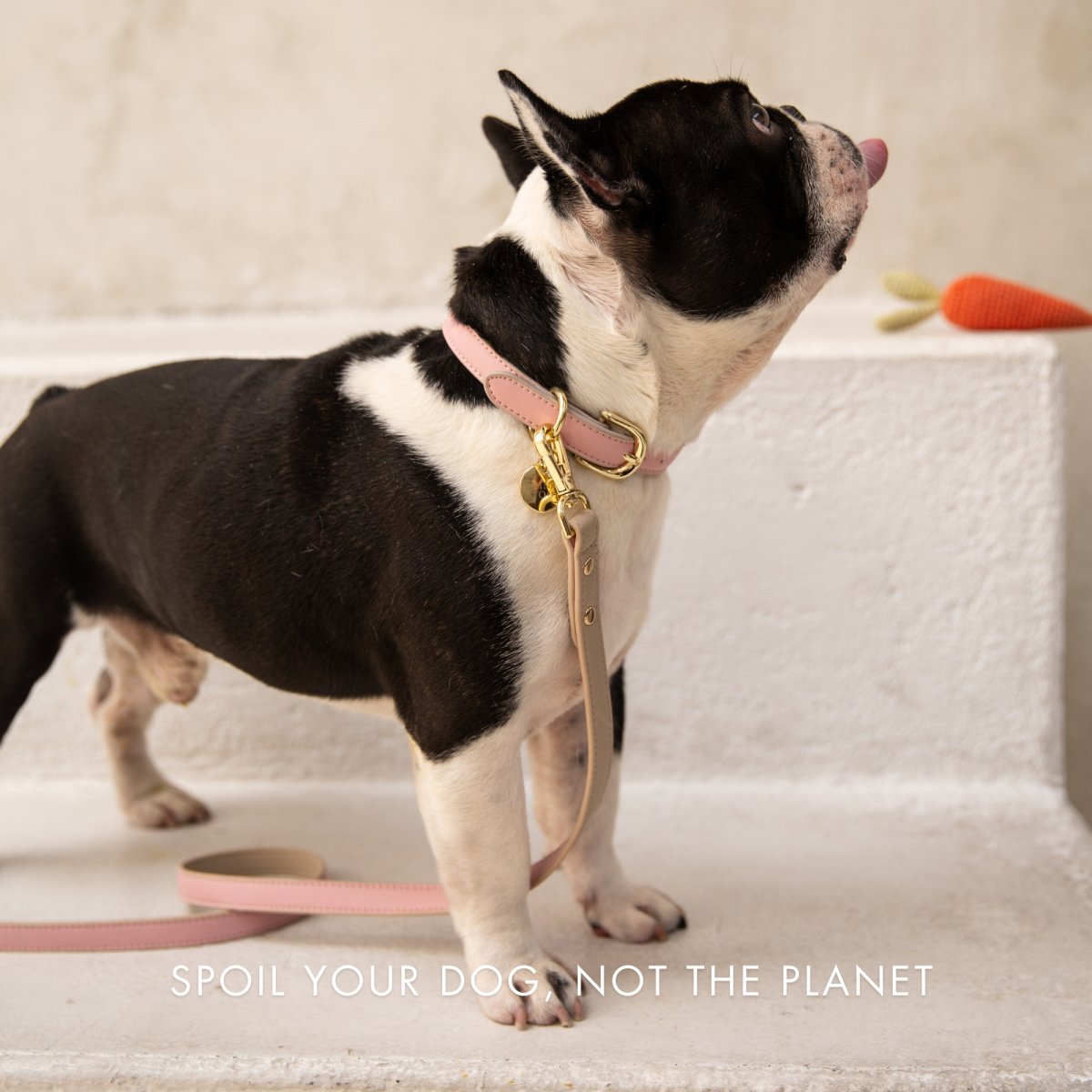 Nina Woof Leash 4ft - Vegan Leather - Cupertino