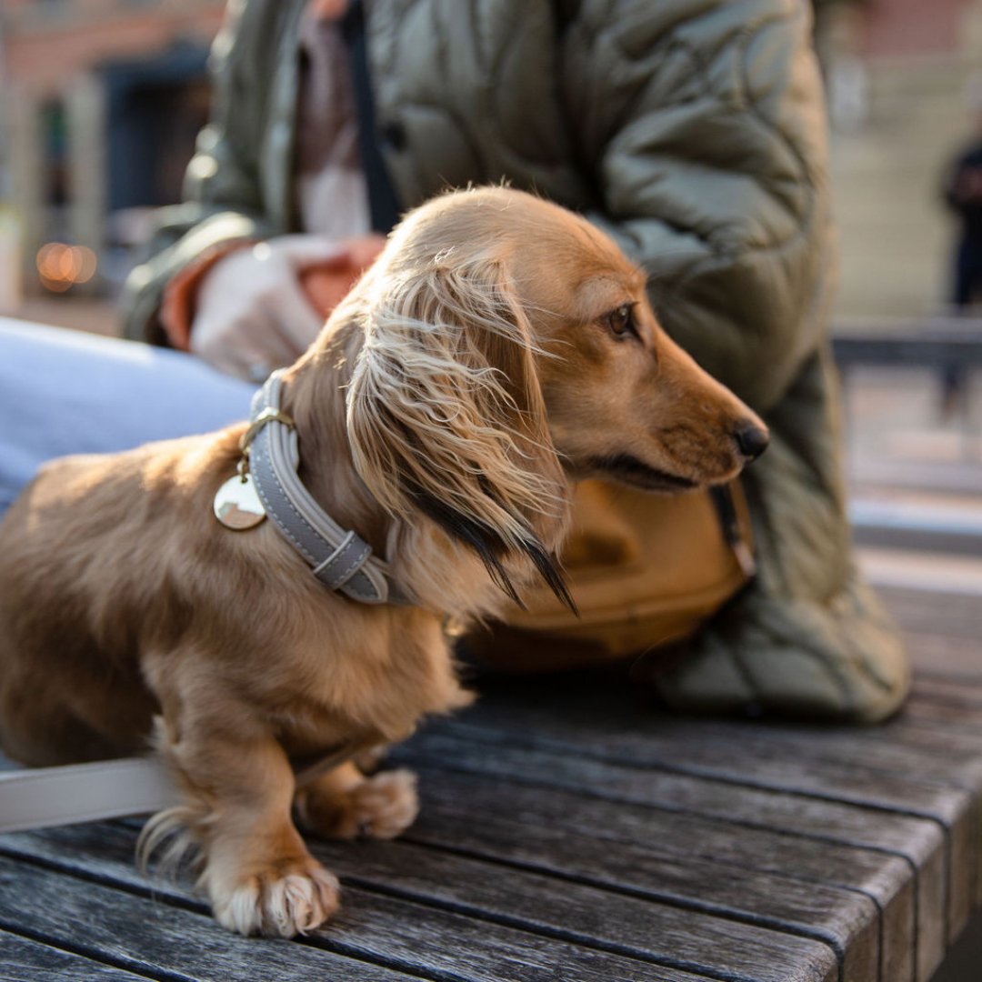 Nina Woof Collar - Vegan Leather - London