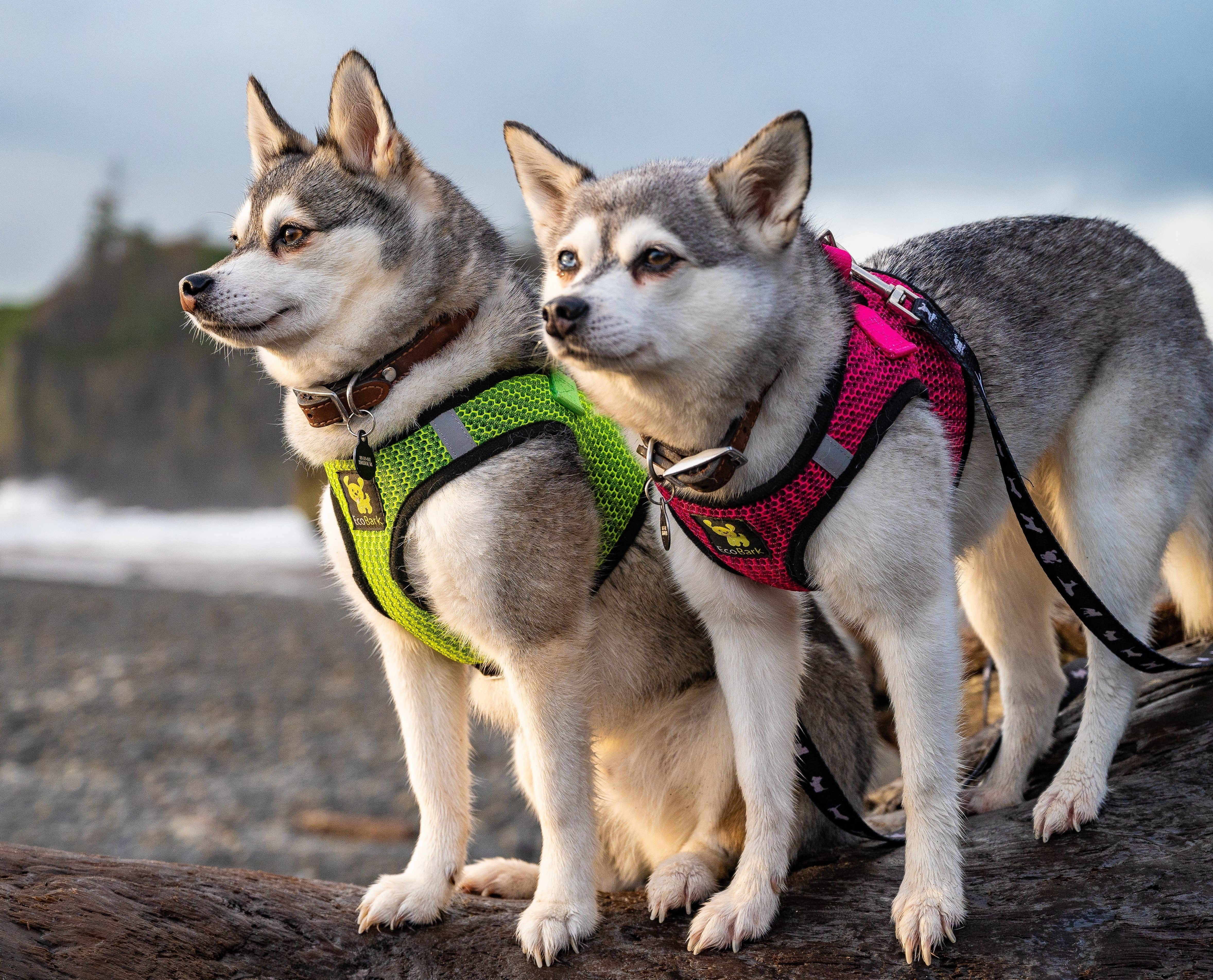 EcoBark Step In Dog Harness - Teacup & Small Breeds- Reflective Soft Mesh Harness for Teacup, Small Dogs and Puppies / Neon Green Sport