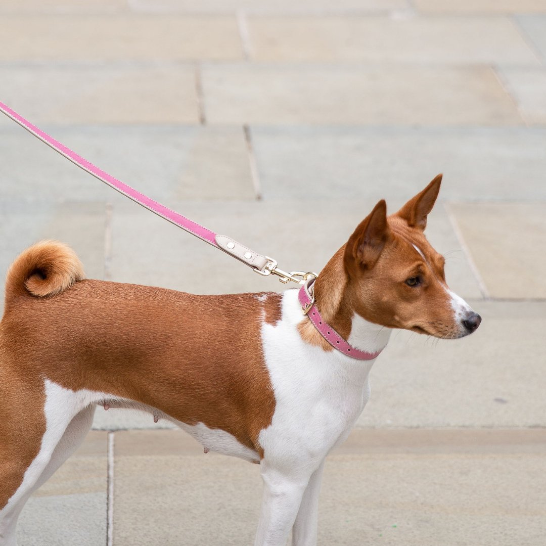 Leash 4ft - Vegan Leather - Rio